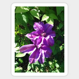 Purple clematis photograph Sticker